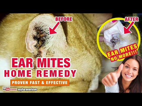 Video: Paano Mapupuksa Ang Mga Ear Mite Sa Mga Pusa