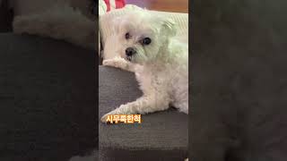 #puppyinterview #강아지연기 #강아지 #애견영상 #puppy #동물농장강아지 #말티즈