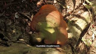 How Ganoderma Lucidum Helps with the Challenges of Life part 01 #news #health #herbal