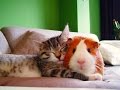 Кошки и Морские Свинки! Веселая Видео Подборка! Guinea Pig And Cat /