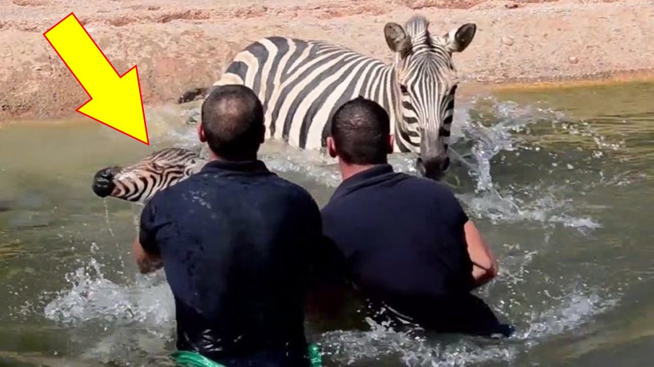 Newborn Zebra Foal Needed Rescue, Then His Mother Does This to His ...