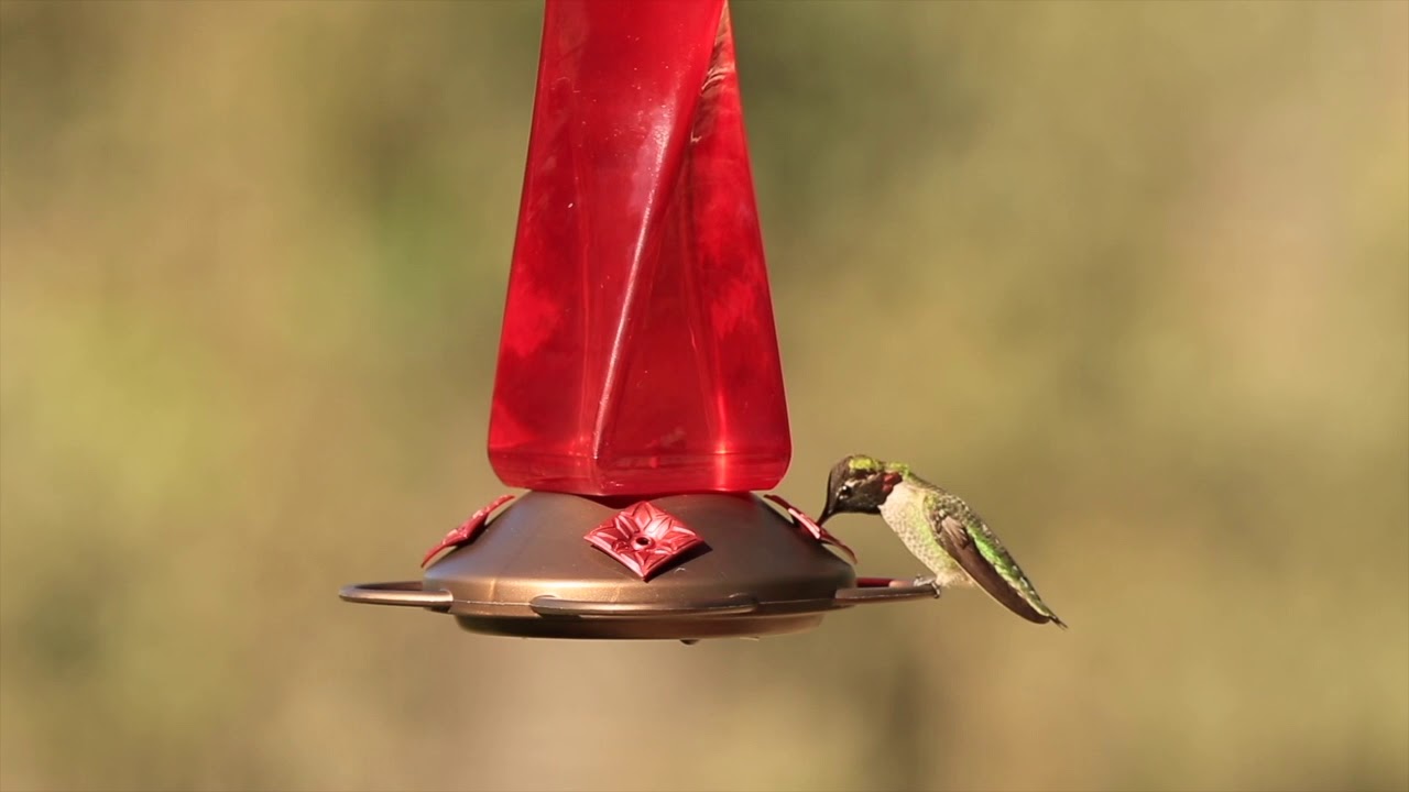 New More Birds Mirage 20 Oz Hummingbird Feeder Youtube