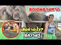 ควาญๆเเต่งตัวเดินชายหาด❗️เมื่อเสือความความรู้มาใช้❗️,elephant