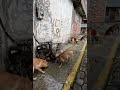 7️⃣4️⃣🐶❤️‍🩹 #perro #youtube #mongrelnodayo #perros #adopta #pets #perrosabandonados #mascotas