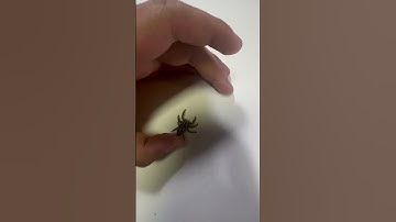 Spiders are so fxxing adorable!!!! #spider #insect #animal #cute