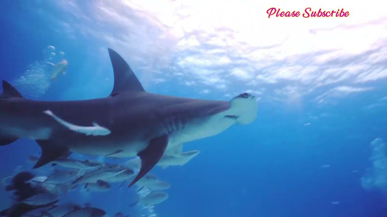 Sea fish , deep sea, shark, 4K video | United Trends Network 