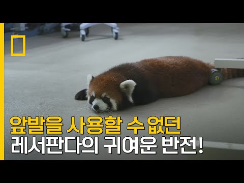 앞발을 사용할 수 없던 레서판다의 귀여운 <strong>만우절</strong> <strong>장난</strong>?｜동물원의 비밀