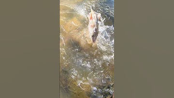 Bắt Cá Lóc Khủng Trên Ruộng Lúa-Catching Giant Snakehead Fish in the Rice Field #fishing #catch_fish