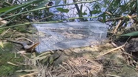 Bẫy rắn mối, video cận cảnh rắn mối vào lồng bẫy. Bán bẫy rắn mối.
