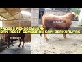 Proses Penggemukan Sapi dan Resep Comboran Di Kandang Berkah Sammudera Farm