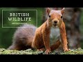Red Squirrels in the UK