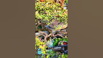 Kéo tỉa dăm Bonsai (Link mua trong video) #bonsaishop