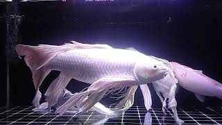 Download Lagu [TANPA IKLAN] Kumpulan lagu terbaik HINDIA X FEAST full album | lagu pop terpopuler 2026 MP3