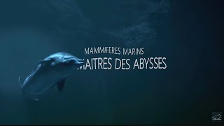 Marine Mammals: Masters of the Abyss