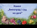 Анонс каналу „Виноград і сад на дачі‟