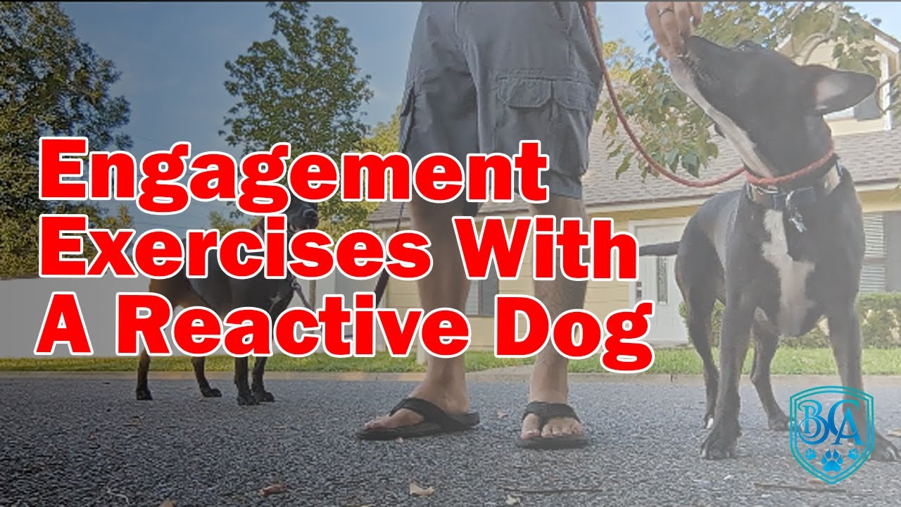 Engagement Exercises With a Reactive Dog and a Fearful Dog - YouTube
