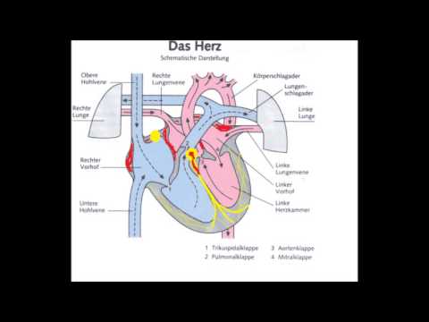 Der Aufbau des Herzens