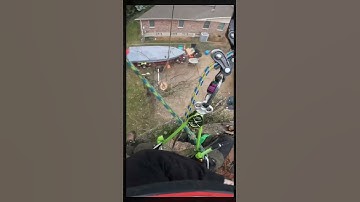 Dead oak #treework #climber #rigging