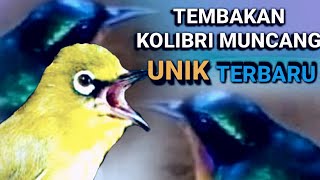 Download lagu Suara Pleci Nembak Kolibri Wulung/muncang Unik Terbaru Untuk Masteran Plus Terap mp3