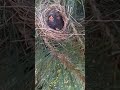 adorable baby robins in their nest please like and subscribe 👍