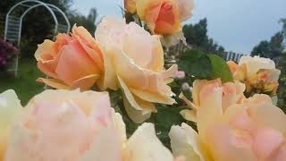 Персиковые розы в саду.Поздравляю с праздником!