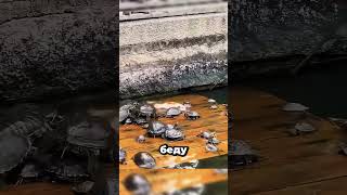 Спасителями рыбки стали черепахи 😮🐢🐟