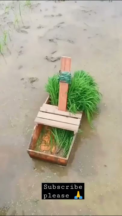 Cara menanam padi supaya tidak capek 🙏🙏 #shorts #okfarm #pertanian