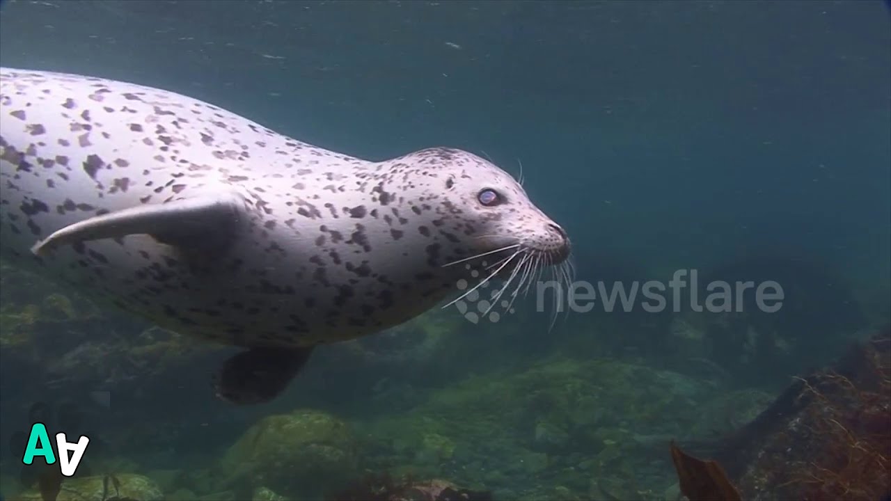 camera iphone 8 plus apk Blind Seal Thriving in the Water