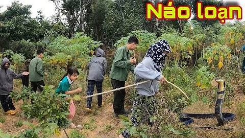 Cuộc Gọi Khẩn Cấp Cả Làng Nhốn Nháo Khi Rắn Núc Nhúc Bò Khắp Khu Vườn | Đại Vùng Cao 
