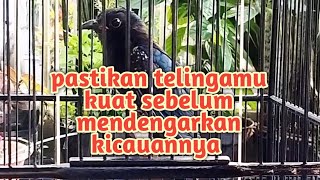 Pastikan telingamu kuat sebelum mendengarkan kicauan burung ini 😁 #fabaruschannel #kicaumania #birds