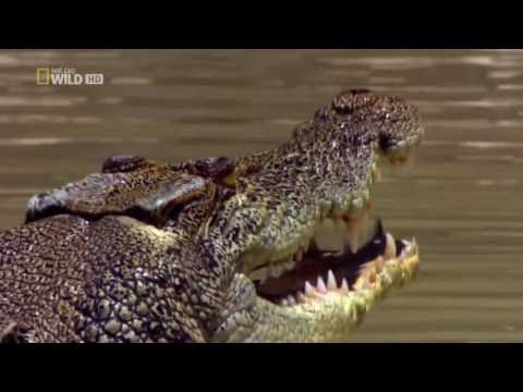 Australiens Riesen Krokodile Doku über Riesenkrokodile Teil 3