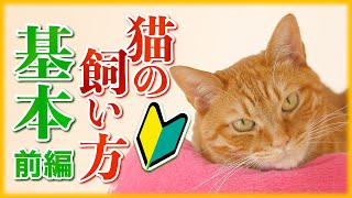 【初心者必見】猫の飼い方の基本を徹底解説 【前編】