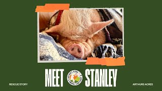 When Pigs Fly: Stanley’s Story