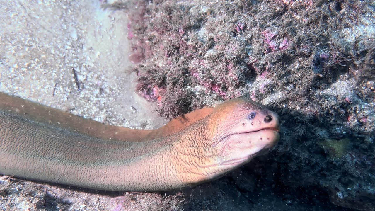 Shelly Beach, August 2022, HDR