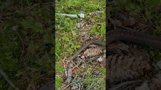 Exploring Snakes Fascinating Facts & Incredible Footage