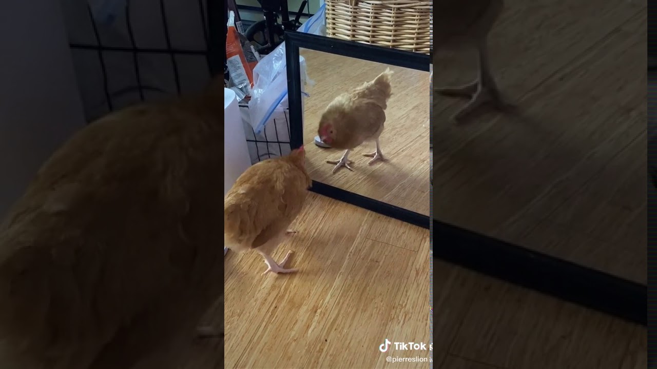 Chicken vs mirror YouTube
