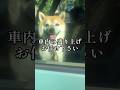 盛り上げ上手な柴犬です#いぬのきもち#柴犬の癒し#柴犬の日常#しばいぬ#shibainu#doglife