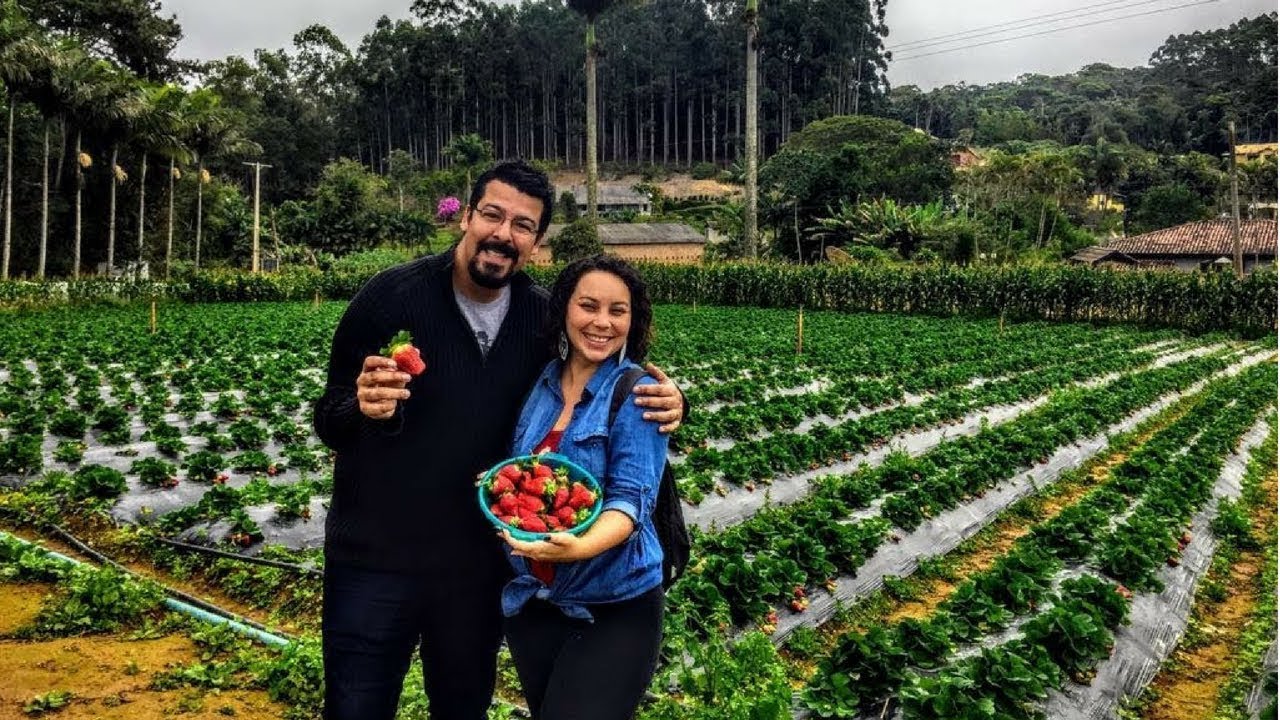 SÍTIO HERANÇA | Pedra Azul - Domingos Martins - Espírito Santo | Colhendo morangos em Pedra Azul