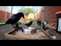 Crow family visit