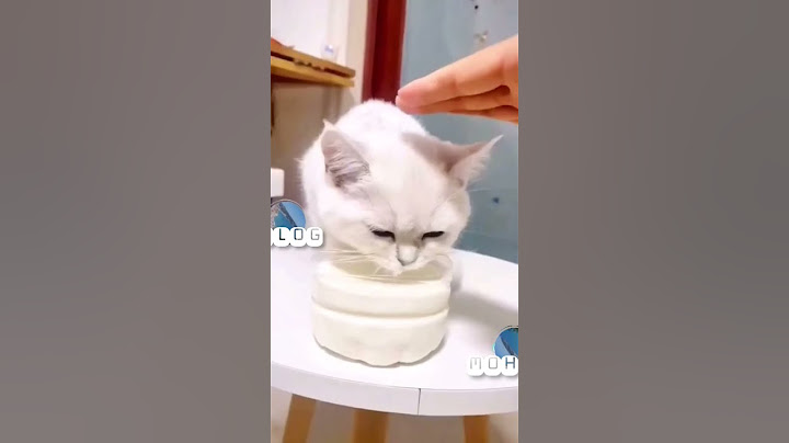 افضل مقاطع قطط مضحكة جدا ،حيوان مضحك 🤣🤣🤣