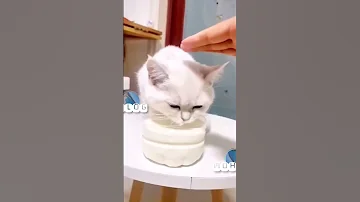 افضل مقاطع قطط مضحكة جدا حيوان مضحك 