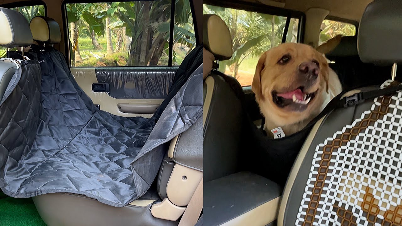 Brother tests the car dog seat cover for his naughty Labrador Retriever Little John YouTube