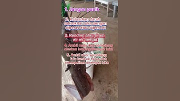 tips kena sengatan patil ikan sembilang#strikemania #mancingmania #ikansembilang