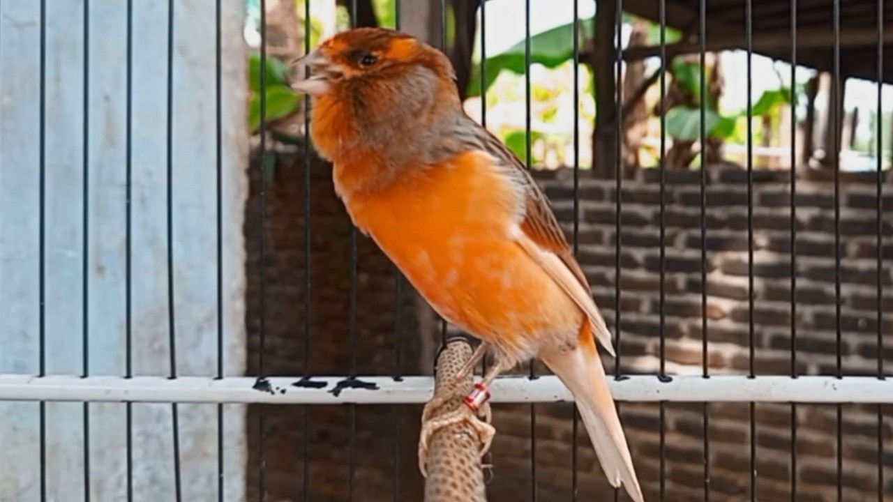 O treinamento mais mágico | 39 | Canário Belga tenta todos os canários a cantar!!!