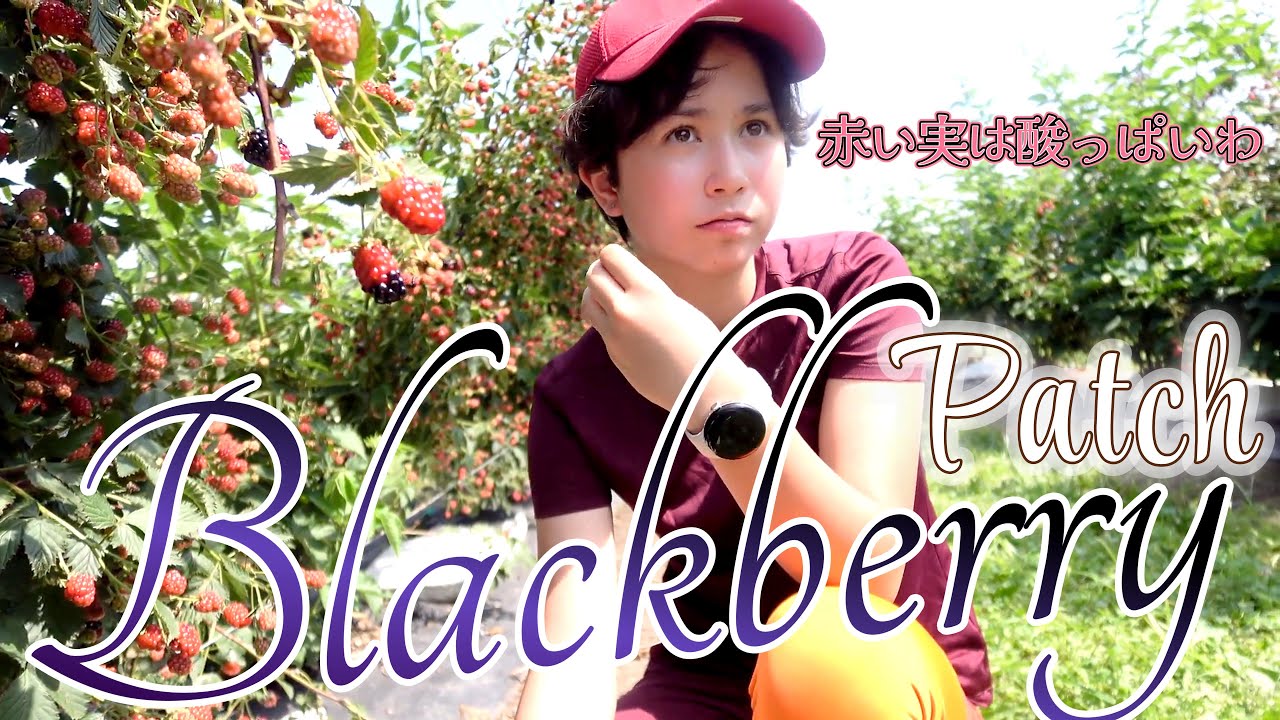 【Blackberry Patch第３弾】アメリカでブラックベリー狩り｜赤い実は熟れてません