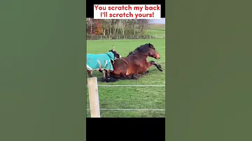 What Are Friends For Redwingshorsesanctuary Donkeys Horses 