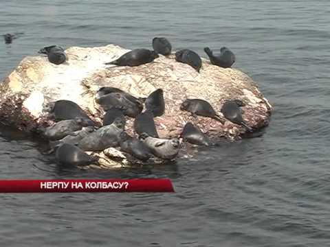 Новости АТВ 6.10.2015