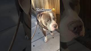 The love from him is all that count #pitbulls##bluesworld#expensiveboy#spoiled#share#like#subscibe