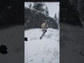 El bug de peluca es macabro