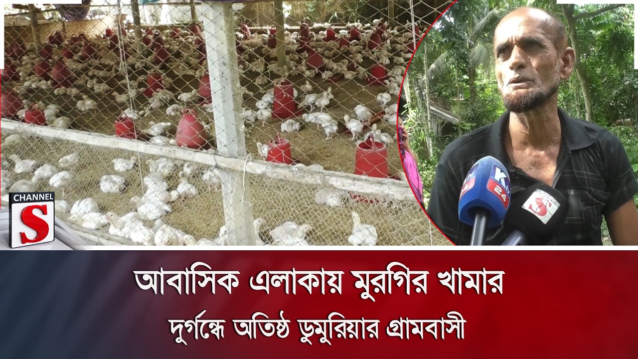 আবাসিক এলাকায় মুরগির খামার: দুর্গন্ধে অতিষ্ঠ ডুমুরিয়ার গ্রামবাসী | Dumuria | Channel S News